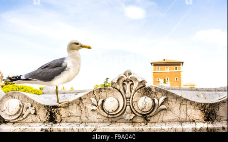 Une mouette debout dans Rome plus d'un en balcuny Banque D'Images