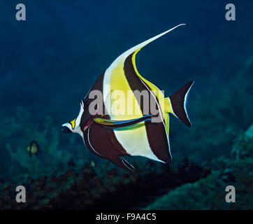 Moorish idol, Zanclus cornutus, avec bluestreak cleaner wrasse, Labroides dimidiatus, sur les récifs coralliens à Tulamben, Bali, Indonésie Banque D'Images