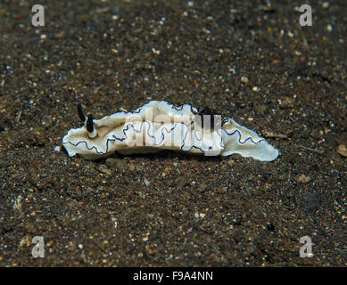 Nudibranche, Doriprismatica atromarginata, sur l'océan, à Tulamben, Bali, Indonésie Banque D'Images