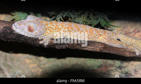 Henkel malgache's Leaf tailed gecko (Uroplatus henkeli), alias Henkel's gecko à queue plate ou feuilles plumeuse-tail gecko Banque D'Images