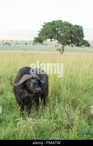 Buffalo (Syncerus caffer caffer), Parc National de Kidepo Valley, en Ouganda Banque D'Images