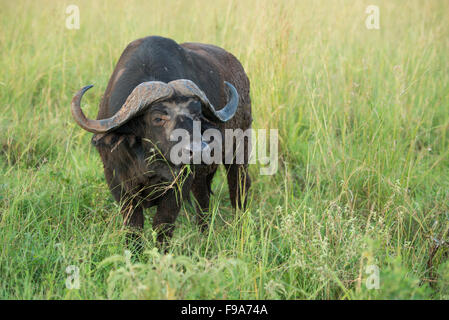 Buffalo (Syncerus caffer caffer), Parc National de Kidepo Valley, en Ouganda Banque D'Images