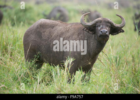 Buffalo (Syncerus caffer caffer), Parc National de Kidepo Valley, en Ouganda Banque D'Images