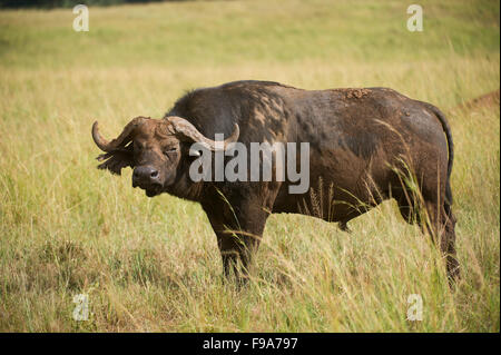 Buffalo (Syncerus caffer caffer), Parc National de Kidepo Valley, en Ouganda Banque D'Images