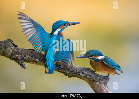 Kingfisher commun Territorial / / Kingfisher Alcedo atthis Optimize ( ) homme adulte en lutte avec son jeune. Banque D'Images