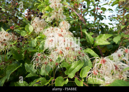 Old Man's Beard (Clematis vitalba) avec des grappes de fruits murs ornés de plumes poilues. Banque D'Images