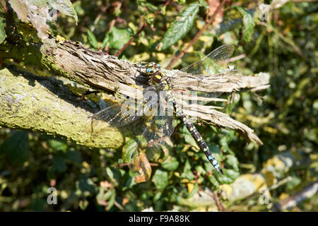 Dragonfly Aeshna cyanea (Hawker sud) au soleil sur une haie arbre branche. Banque D'Images