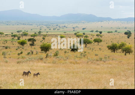 Le zèbre de Burchell (Equus burchellii), Parc National de Kidepo Valley, en Ouganda Banque D'Images