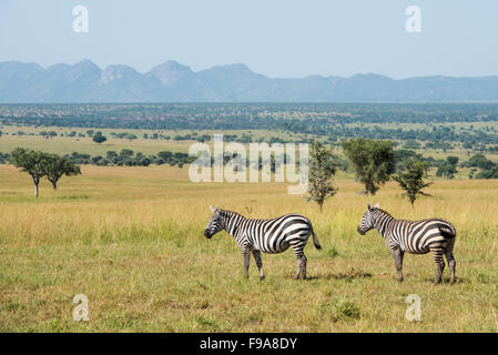 Le zèbre de Burchell (Equus burchellii), Parc National de Kidepo Valley, en Ouganda Banque D'Images