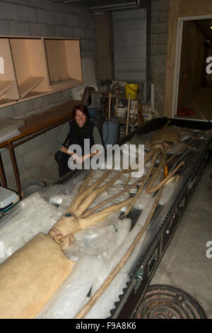 Kat Bolstad recherche scientifique à un calmar géant qui plastinated par Gunther von Hagens dans l'Auckland University of Technology. Banque D'Images