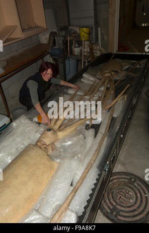 Kat Bolstad recherche scientifique à un calmar géant qui plastinated par Gunther von Hagens dans l'Auckland University of Technology. Banque D'Images