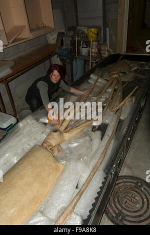 Kat Bolstad recherche scientifique à un calmar géant qui plastinated par Gunther von Hagens dans l'Auckland University of Technology. Banque D'Images