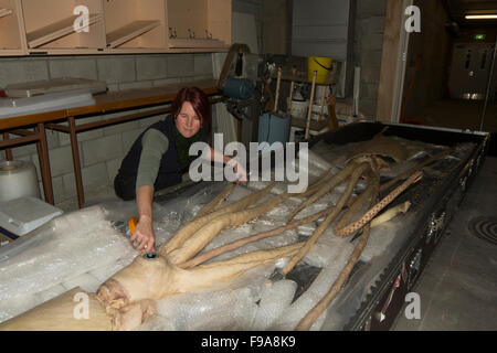 Kat Bolstad recherche scientifique à un calmar géant qui plastinated par Gunther von Hagens dans l'Auckland University of Technology. Banque D'Images