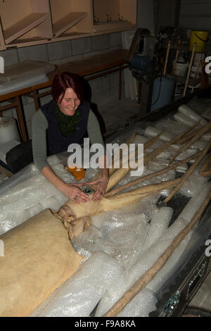 Kat Bolstad recherche scientifique à un calmar géant qui plastinated par Gunther von Hagens dans l'Auckland University of Technology. Banque D'Images