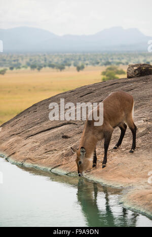 Cobe Defassa (Kobus ellipsiprymnus defassa potable), le Parc National de la vallée de Kidepo, Ouganda Banque D'Images