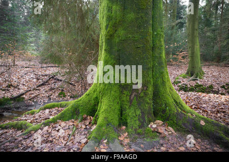 Grand Tronc d'arbre couverts de mousse Banque D'Images