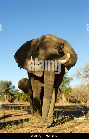 African elephant bull, Mana Pools, Zimbabwe Banque D'Images