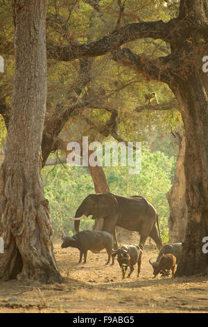 L'éléphant d'Afrique et de buffles marche à travers un chemin à la Mana Pools, Zimbabwe Banque D'Images