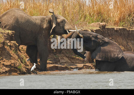 Les éléphants africains jouant dans l'eau, Mana Pools, Zimbabwe Banque D'Images