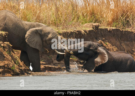 Les éléphants africains jouant dans l'eau, Mana Pools, Zimbabwe Banque D'Images