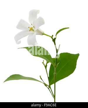 "Satinwood Andaman' ou 'Murraya Paniculata', isolé sur fond blanc et clipping path Banque D'Images