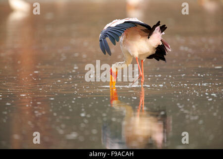 Une cigogne bec jaune à la recherche de nourriture, Réserve, au Zimbabwe Banque D'Images