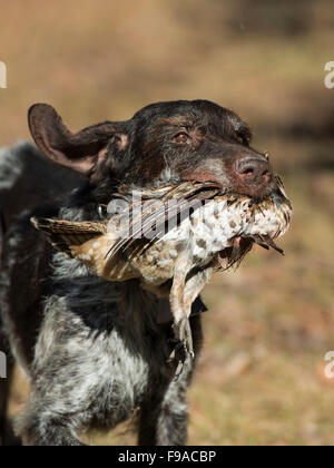 Un chien de chasse de la récupération d'une gélinotte huppée Banque D'Images