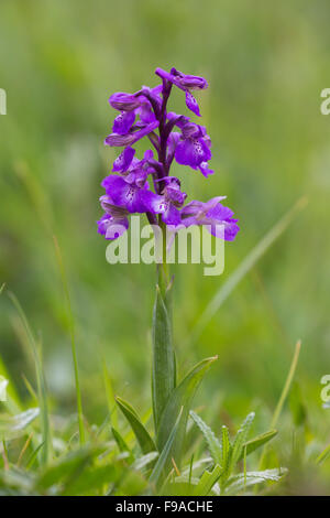 Green-winged Orchid Anacamptis morio, Nottingham Banque D'Images