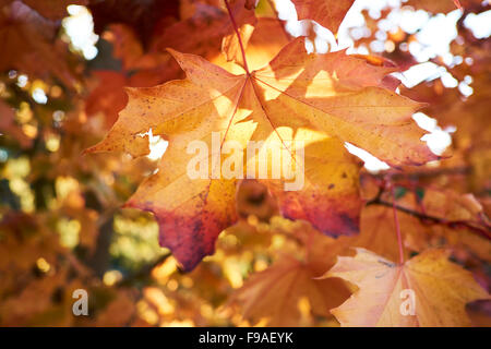 Domaine l'érable (Acer campestre) en tournant les feuilles d'automne. Banque D'Images