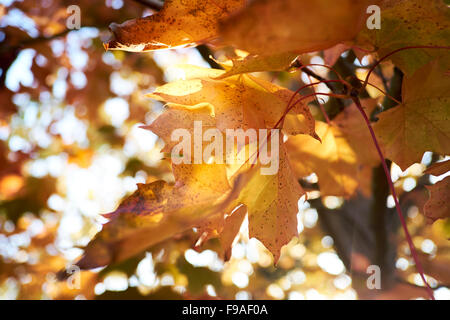 Domaine l'érable (Acer campestre) en tournant les feuilles d'automne. Banque D'Images