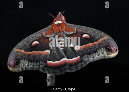 Un silkmoth fraîchement émergé, Hyalophora cecropia cecropia, sur un fond noir Banque D'Images