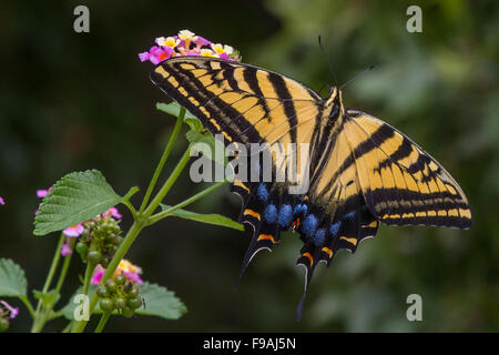 Eastern Tiger, Swallowtail Papilio glaucus, se nourrissent d'une fleur rose et jaune Lantana Banque D'Images