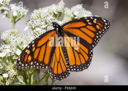 Monarque, Danaus plexippus, femme, sur Frostweed, Verbesina virginica Banque D'Images