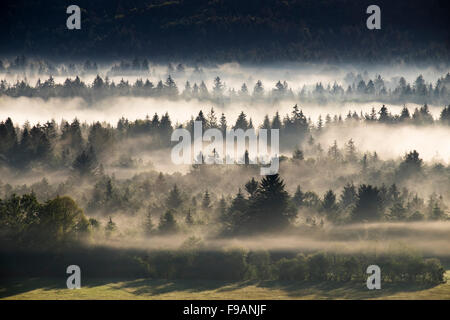 Matin brume sur le Puppiger Au dans la Réserve Naturelle Isarauen, Wolfratshausen, Haute-Bavière, Bavière, Allemagne Banque D'Images