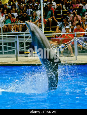 Les grands dauphins Tursiops, le genre, c'est un dauphin en captivité dans un parc marin. Banque D'Images