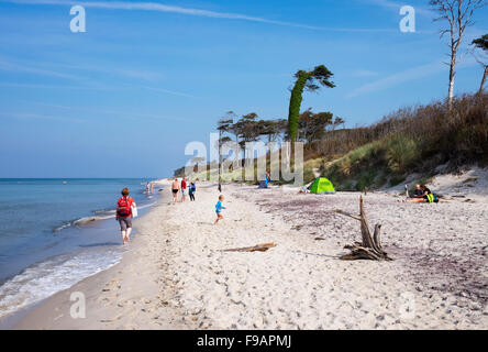 Plage de l'ouest sur la mer Baltique, né am Darß, Fischland-darss-Zingst, Poméranie occidentale Lagoon Salon National Park Banque D'Images