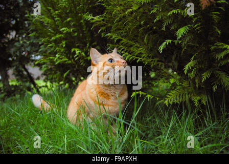Chat dans l'herbe la chasse au gingembre dans l'Aberdeenshire, en Écosse. Banque D'Images