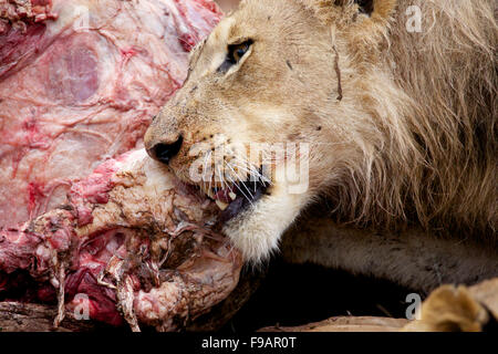 Un jeune homme lion coupant à travers la viande de la carcasse d'un buffle au Grand Parc National Kruger en Afrique du Sud. Banque D'Images