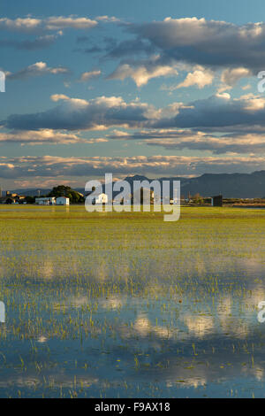 La ville d'El Palmar sur les terres humides d'Albufera parc national au sud de Valence, Espagne - rizières. Banque D'Images