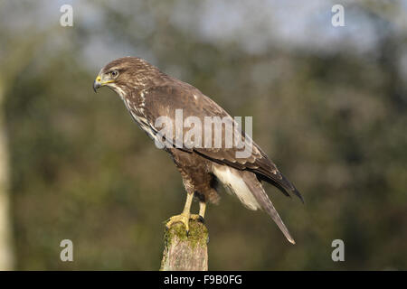 Buse variable - Buteo buteo Banque D'Images
