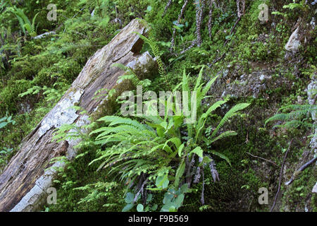 Blechnum ou hard fern poussant sur des pentes dans la forêt de bankside en Alberta Canada Banque D'Images