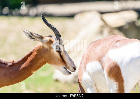 Sur Savannah Gazelles sauvages dans le Parc National Banque D'Images