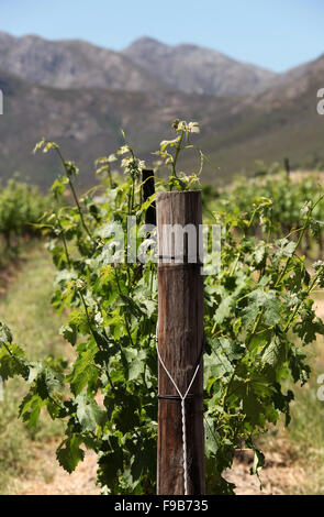 De plus en plus de vignes à Stellenbosch en Afrique du Sud Banque D'Images