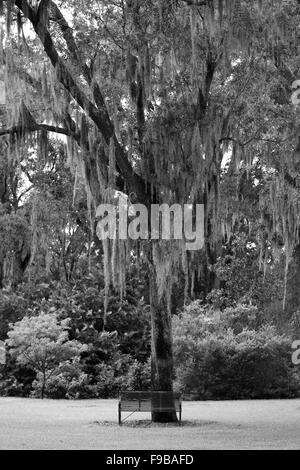 La mousse espagnole sur un arbre en Floride, USA Octobre 2014 Banque D'Images