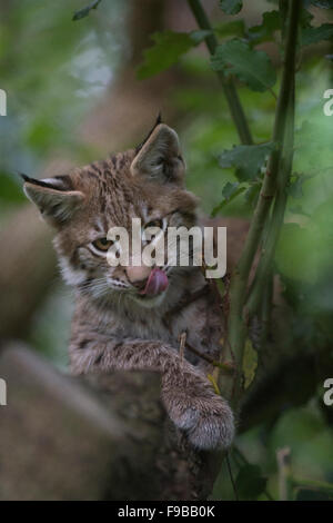 Jolies jeunes lynx boréal / Eurasischer Luchs (Lynx lynx ) est caché dans un arbre, a l'air drôle, léchant sa langue maternelle. Banque D'Images