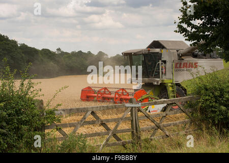 Ferme agricole (machine puissante moissonneuse-batteuse Claas) travaillant dans le champ de blé mûr coupe récolte du grain à la récolte - North Yorkshire, England UK. Banque D'Images