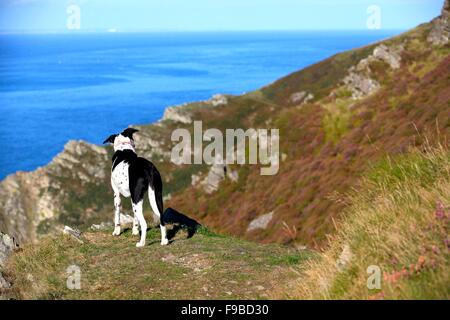 Dalmation Colley chien admire vue sur la bouche de Heddon dans le Nord du Devon sur la Côte d'Exmoor du South West Coast Path, SWCP. Banque D'Images