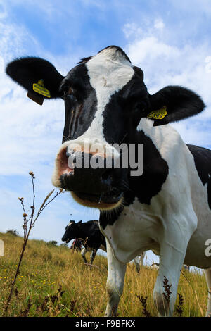 Curieux Holstein vache frisonne close-up dans le champ. Banque D'Images