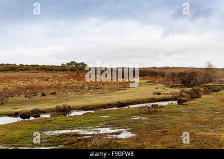 La New Forest dans le Hampshire, Angleterre Banque D'Images