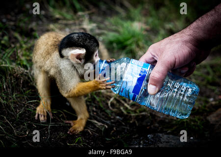Un bébé singe l'eau potable d'une bouteille. Banque D'Images